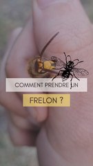 Comment attraper un frelon en toute sécurité 🐝