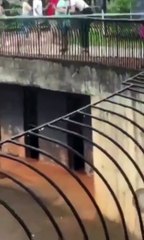 Onça-pintada escala parede do Zoológico de Brasília