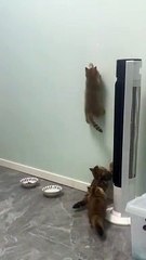 _cat _catsoftiktok(MP4)