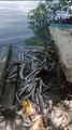 Centenas de peixes aparecem mortos na Lagoa Mundaú