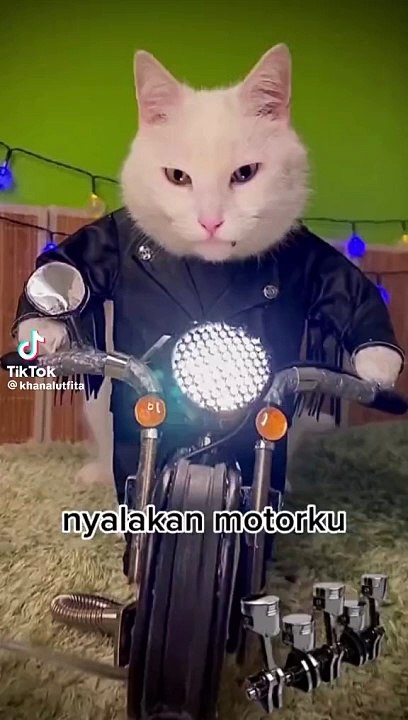 Kucing lucu