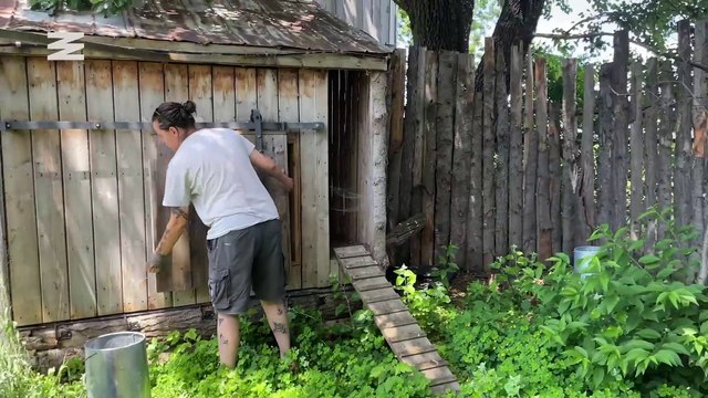 Comment fabriquer une couveuse pour poussins: On te dévoile les dessous d’un poulailler DIY