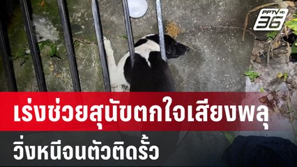 เร่งช่วยสุนัขตกใจเสียงพลุวิ่งหนีจนตัวติดรั้ว | เที่ยงทันข่าว | 1 ม.ค. 67