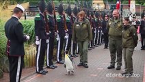 Sir Nils Olav promoted to Brigadier by Norwegian King's Guard