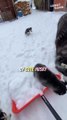 Adorable Baby Huskies 'Helping' with Snow Cleanup! ❄️ | Hilarious Puppy Playtime