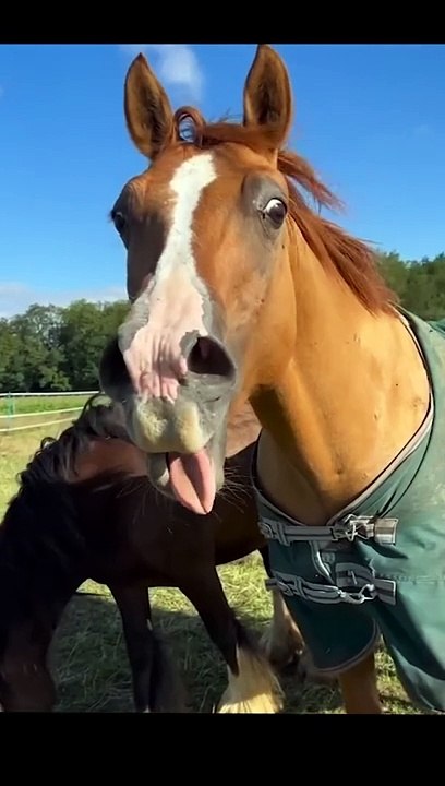 Try not to laugh