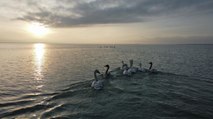 Arin Gölü göçmen kuşlara ev sahipliği yapıyor