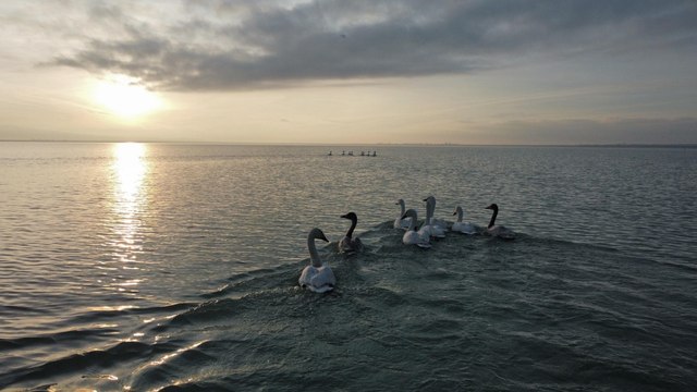 Arin Gölü göçmen kuşlara ev sahipliği yapıyor