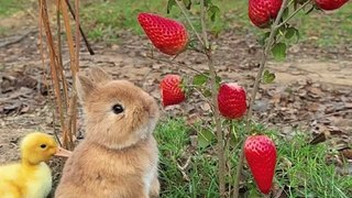 cute rabbit and hos friend duck