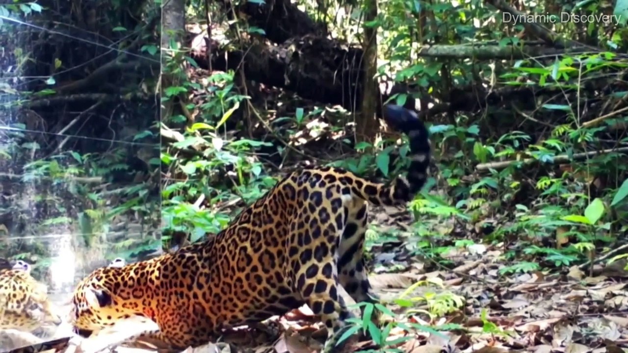 10 Incredible Animal Encounters Caught On Camera