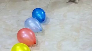 Try to prank my dog to see his reaction