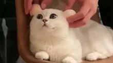 Funniest catsIn The World Funny and Fails Pets Video