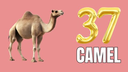 36 to 40 counting for kids cartoon animation and Learning - Shaaani Kids Tv