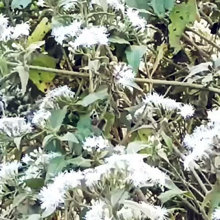 Flower video shorts