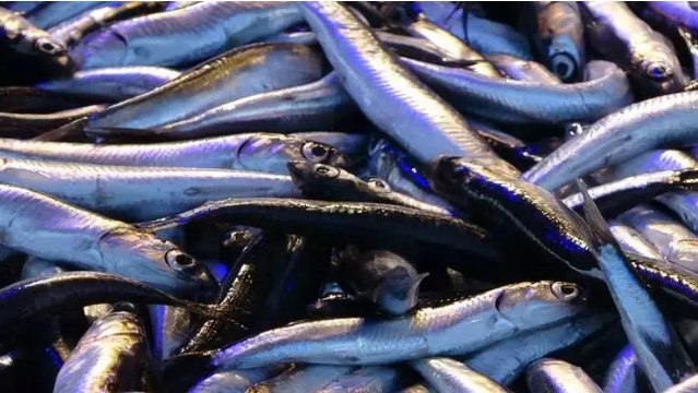 Hamsinin fiyatı yeni yılda geriledi