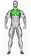 Best Exercises For Chest #chestworkout  #gymmotivation  #chestday  #fitnessjourney #shorts #short