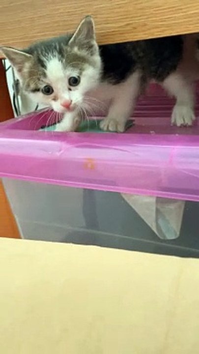 Pet Animals
