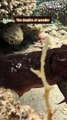 Underwater Ballet: Cuttlefish Chronicles  || Best of Internet
