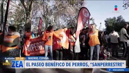 Perros participan en la caminata de "Sanperrestre" en Madrid