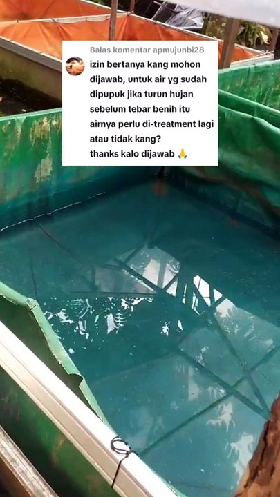 Air kolam sudah dipupuk, tapi masuk air hujan, itu bagaimana❓