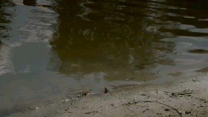 Dino Dan Season 1 Episode 17: Catching Dinos While Fishing 🎣