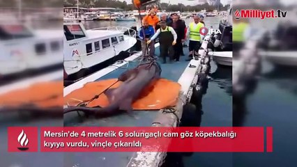 Nesli tehlike altında kıyıya vurdu! Vinçle denizden çıkarıldı