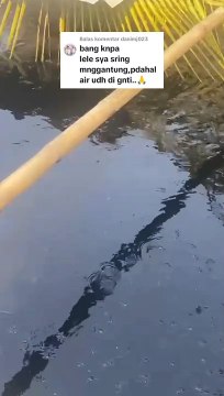 Padahal sudah ganti air, tapi lele masih tetap MENGGANTUNG❗Ini penjelasannya