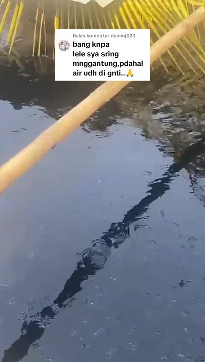 Padahal sudah ganti air, tapi lele masih tetap MENGGANTUNG❗Ini penjelasannya