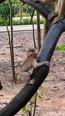 Sweetie tiny baby monkey LEO, RAINBOW with young mom LIBBY care #shorts