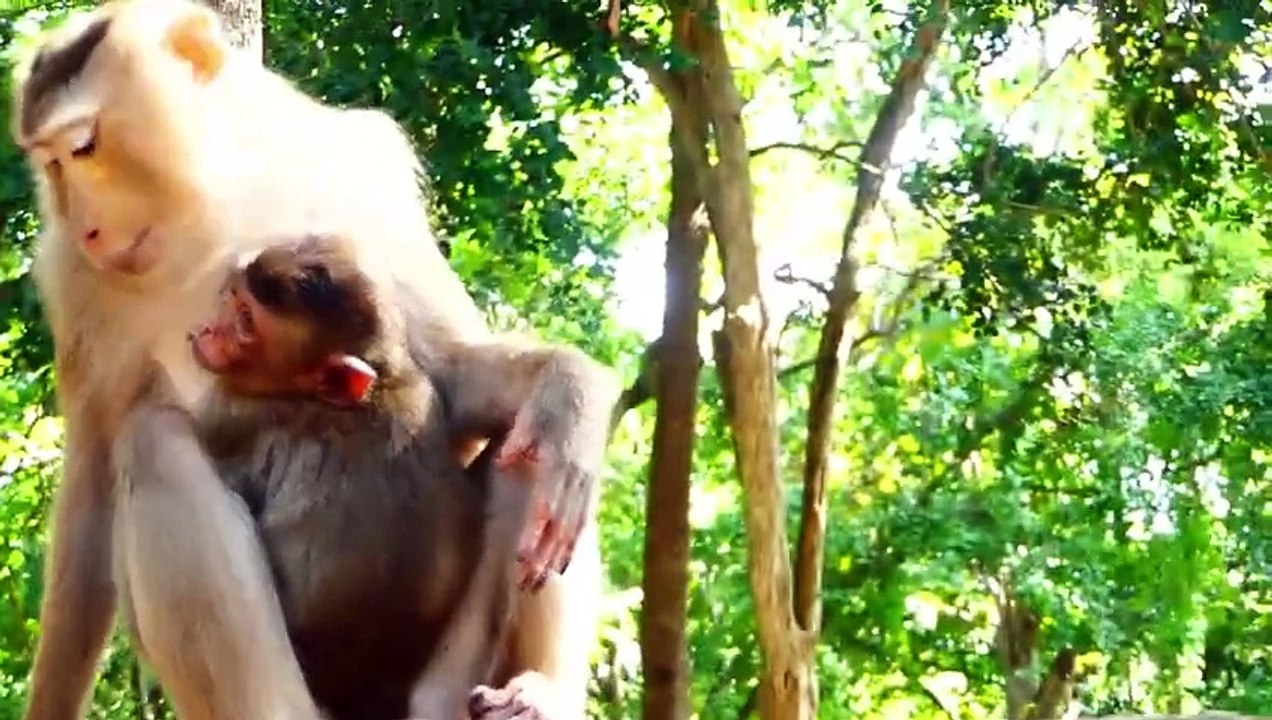 Oh Heart...!, Poor Sada reject of kicking out, Sada crying so loudly, look pity of baby (720p_25fps_H264-192kbit_AAC)