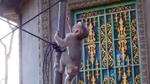 Oh Ho!, Adorable Rockstar Showing Stingy Face To Big Powerful Male Monkey, Lovely Action Of Rockstar (720p_25fps_H264-192kbit_AAC)