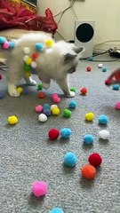 Adorable Kitten Plays With Pom Poms