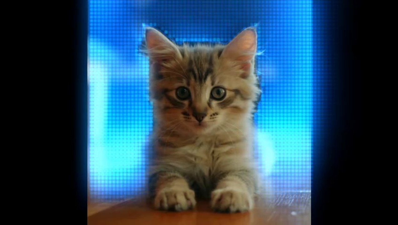 Hilarious Animal Antics: Laugh Out Loud with Funny Pets Doing the Craziest Stunts!