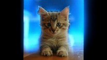 Hilarious Animal Antics: Laugh Out Loud with Funny Pets Doing the Craziest Stunts!