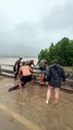 Cows Saved From Cyclone Flooding