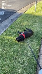 French Bulldog Refuses to Cooperate On Walk
