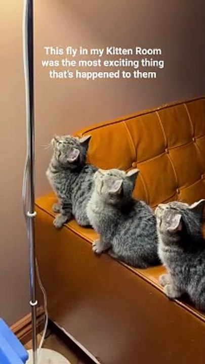 Adorable Trio of Kittens Transfixed by Fly