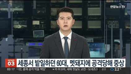 세종서 밭일하던 60대, 멧돼지에 공격당해 중상