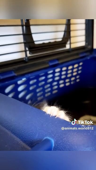 gato