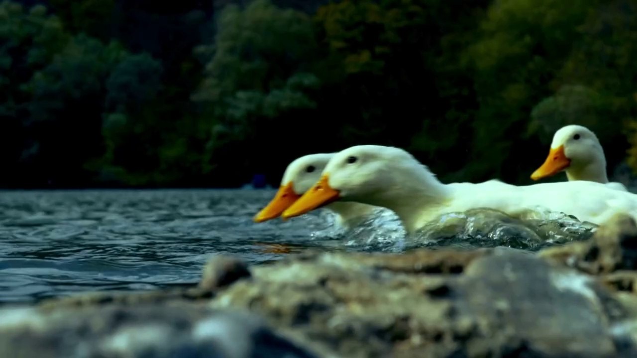 Diving of ducks