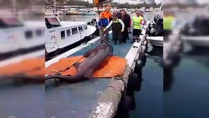 Türkiye'de dev köpekbalığı şaşkınlığı! Tam 4 metre boyunda