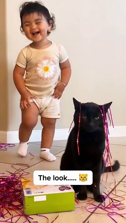 Funny cat videos.