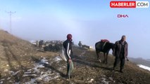 Muş'ta kar kalınlığının yer yer 1 metreyi aştığı bölgede keçi sürüsü köye getirildi