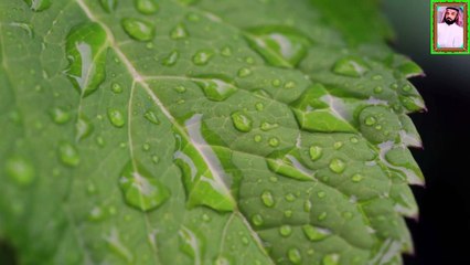 قران كريم تلاوة خاشعة