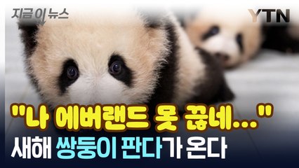 새해에도 에버랜드 갈 결심...'쌍둥이 판다'가 온다! [지금이뉴스] / YTN