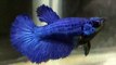 Gorgeous Royal Blue  female Betta _ Siamese fighter fish #colorfishsns895