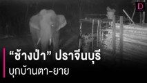 'ช้างป่า' เขาอ่างฤาไน-ปราจีนบุรี บุกบ้านตา-ยาย ผวายกมือไหว้บอกกลัวแล้ว | HOTSHOT เดลินิวส์ 02/01/67
