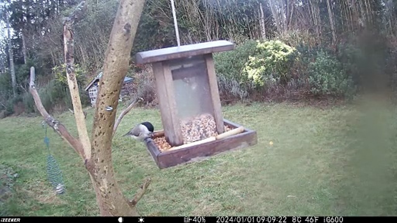 Mésanges nonnettes et mésanges bleues au jardin