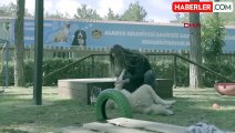 Alanya Belediyesi Sokak Hayvanlarına Örnek Hizmet Veriyor