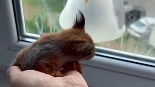 Baby Squirrel Startles Seagull Off Window Ledge
